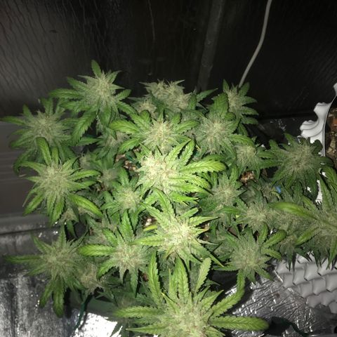 Unknown strain growlog timeline photo