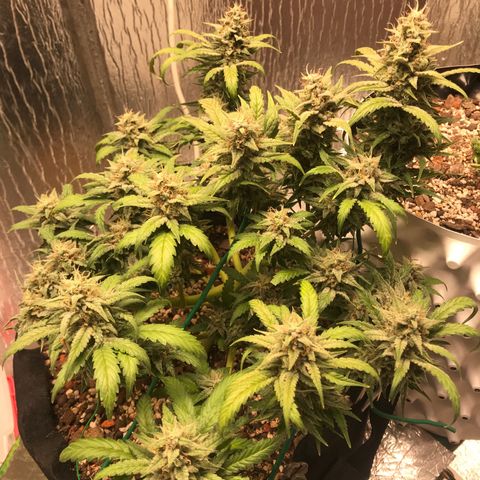Unknown strain growlog timeline photo