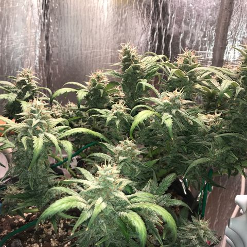 Unknown strain growlog timeline photo