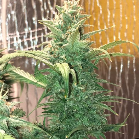Unknown strain growlog timeline photo