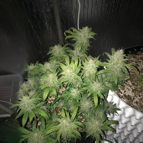 Unknown strain growlog timeline photo