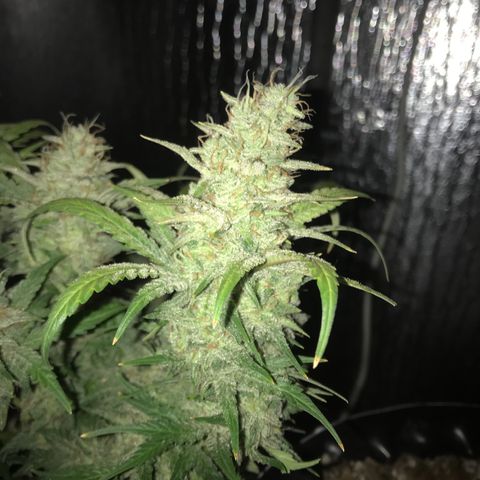 Unknown strain growlog timeline photo