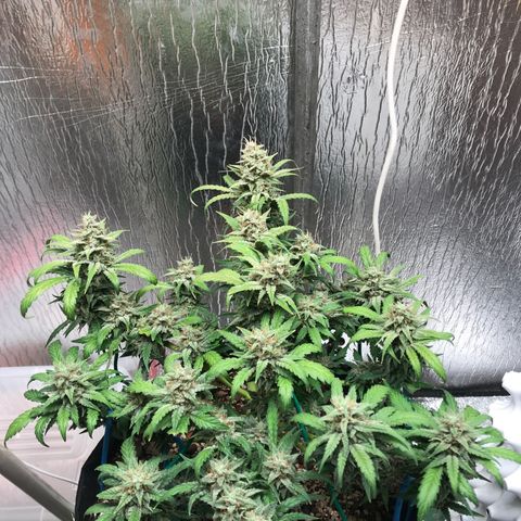 Unknown strain growlog timeline photo