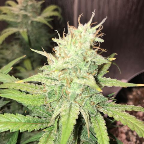 Unknown strain growlog timeline photo