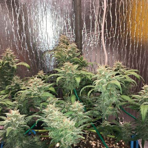 Unknown strain growlog timeline photo