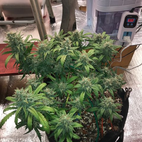 Unknown strain growlog timeline photo
