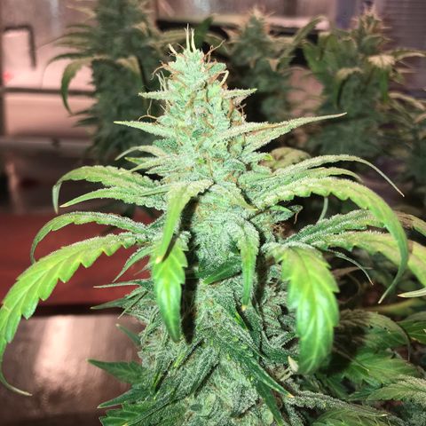 Unknown strain growlog timeline photo