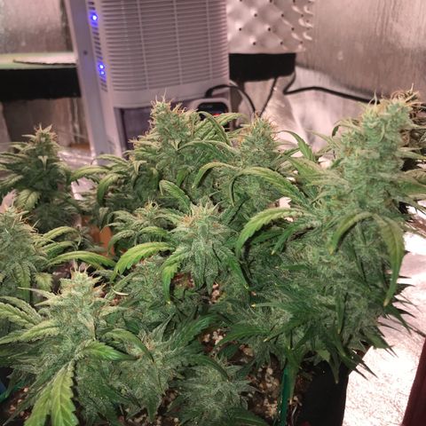 Unknown strain growlog timeline photo