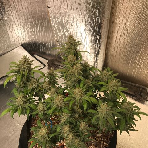 Unknown strain growlog timeline photo