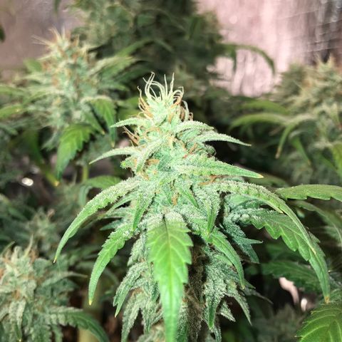Unknown strain growlog timeline photo