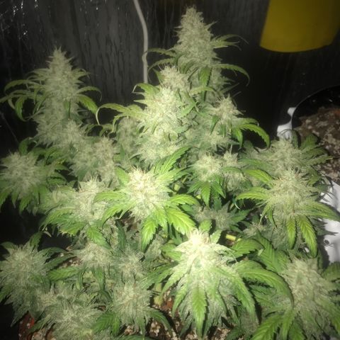 Unknown strain growlog timeline photo