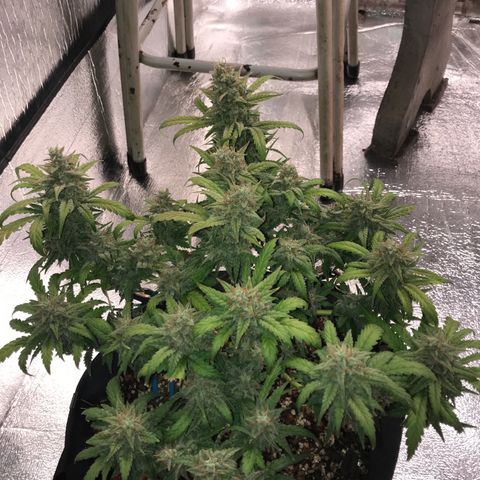 Unknown strain growlog timeline photo