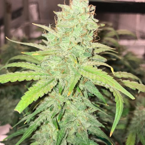 Unknown strain growlog timeline photo
