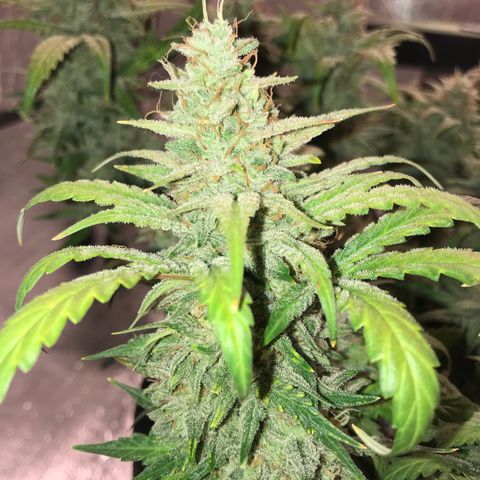 Unknown strain growlog timeline photo