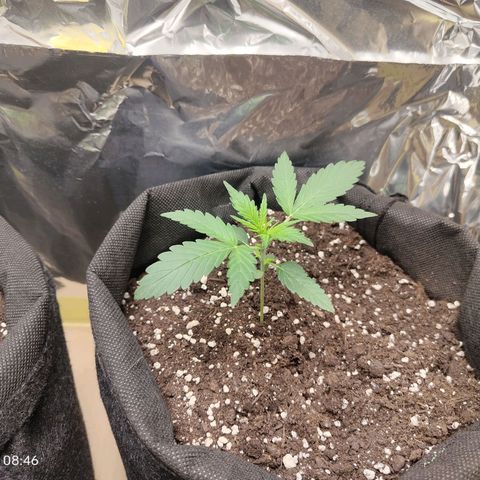 Royal Amnesia haze auto growlog timeline photo