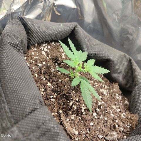 Royal Amnesia Haze Auto growlog timeline photo