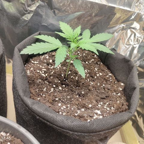 Royal Amnesia haze auto growlog timeline photo