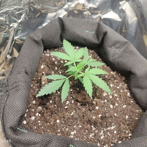 Royal Amnesia Haze Auto growlog timeline photo