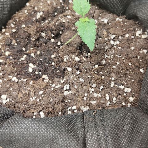 Purple Queen Automatic growlog timeline photo