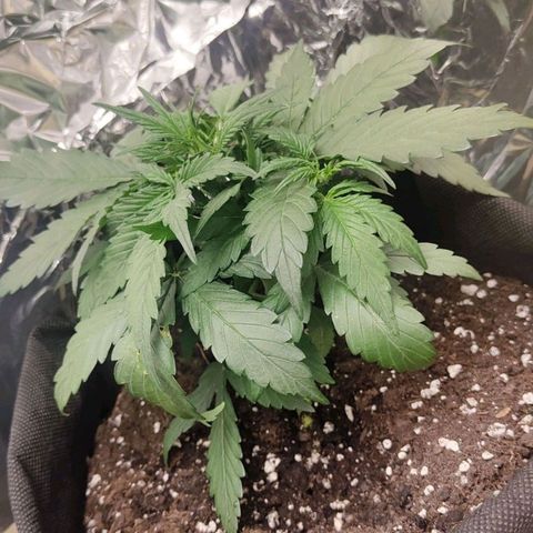 Royal Amnesia haze auto growlog timeline photo