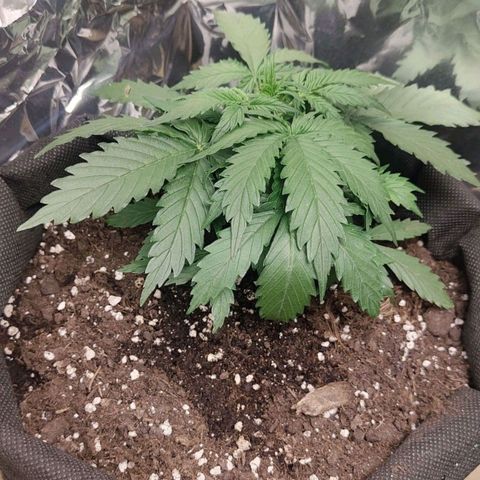 Royal Amnesia Haze Auto growlog timeline photo