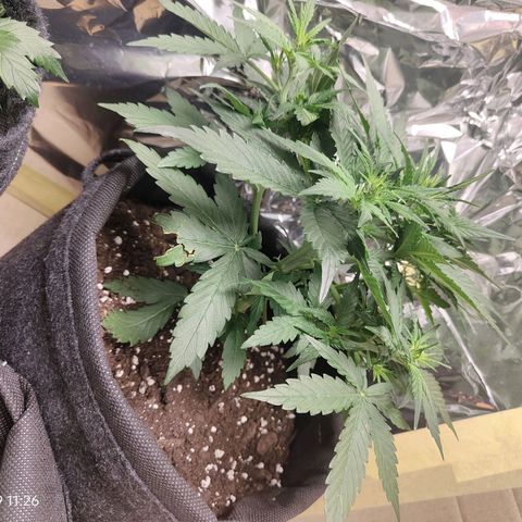 Royal Amnesia haze auto growlog timeline photo
