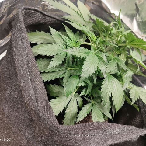 Royal Amnesia Haze Auto growlog timeline photo