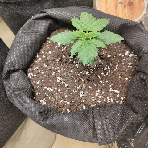 Purple Queen Automatic growlog timeline photo