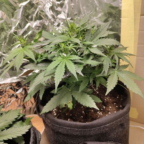 Royal Amnesia Haze Auto growlog timeline photo