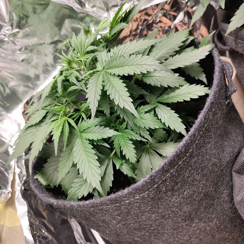 Royal Amnesia haze auto growlog timeline photo