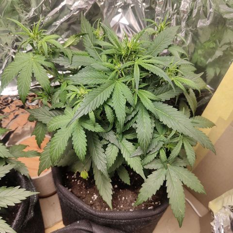Royal Amnesia Haze Auto growlog timeline photo