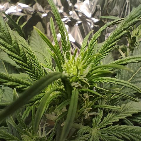 Royal Amnesia Haze Auto growlog timeline photo