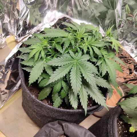 Royal Amnesia haze auto growlog timeline photo