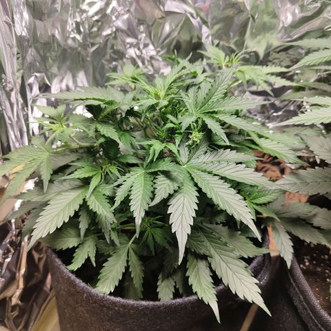 Royal Amnesia haze auto growlog timeline photo
