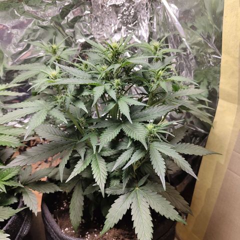 Royal Amnesia Haze Auto growlog timeline photo