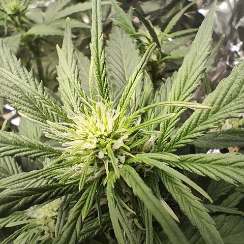 Royal Amnesia Haze Auto growlog timeline photo