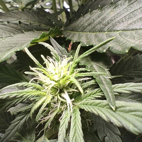 Royal Amnesia Haze Auto growlog timeline photo