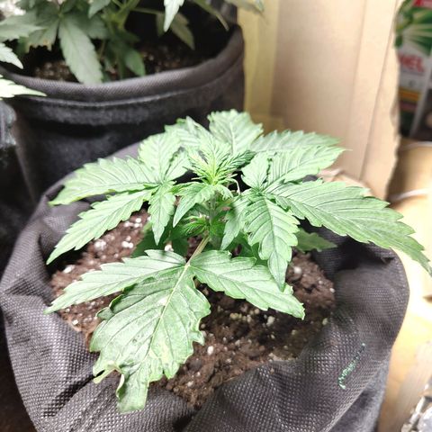 Purple Queen Automatic growlog timeline photo