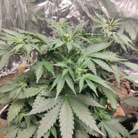 Royal Amnesia haze auto growlog timeline photo