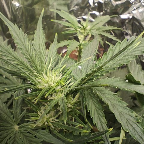 Royal Amnesia haze auto growlog timeline photo