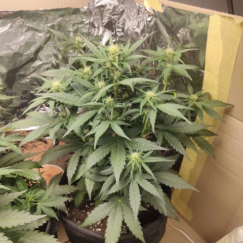 Royal Amnesia Haze Auto growlog timeline photo