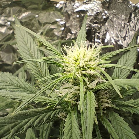 Royal Amnesia Haze Auto growlog timeline photo