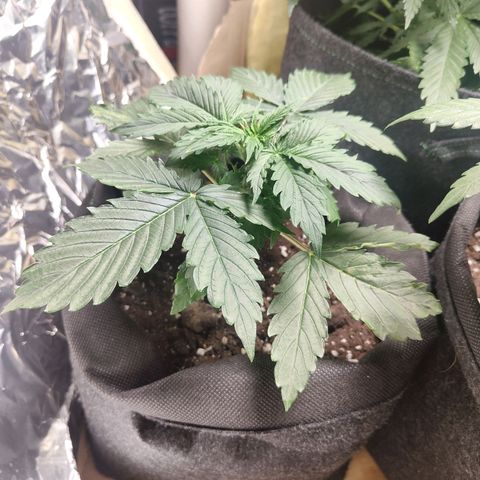 Purple Queen Automatic growlog timeline photo