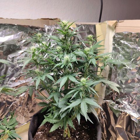 Royal Amnesia Haze Auto growlog timeline photo