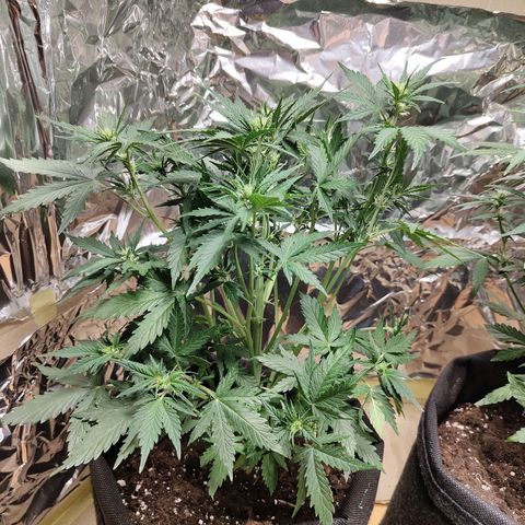 Royal Amnesia haze auto growlog timeline photo