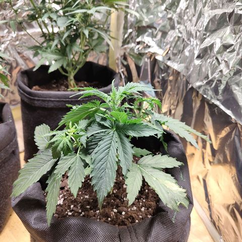 Purple Queen Automatic growlog timeline photo