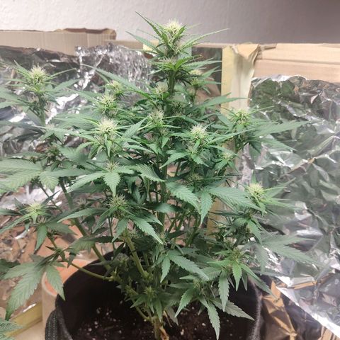 Royal Amnesia Haze Auto growlog timeline photo