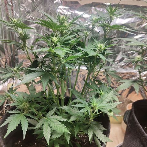 Royal Amnesia haze auto growlog timeline photo