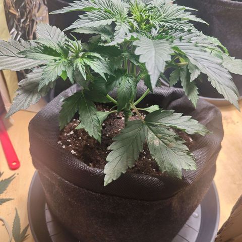 Purple Queen Automatic growlog timeline photo