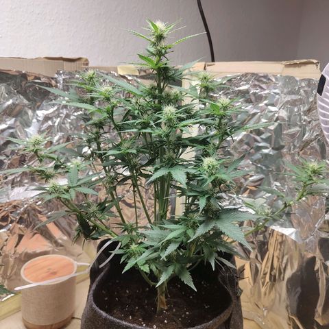 Royal Amnesia Haze Auto growlog timeline photo